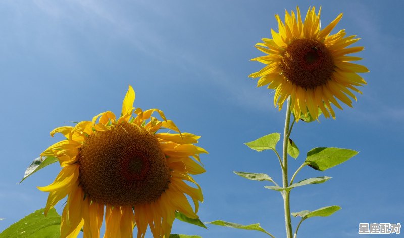 1993年，农历9月21日属鸡人的运程和性格,鸡年今日财运运势 - 星座运势