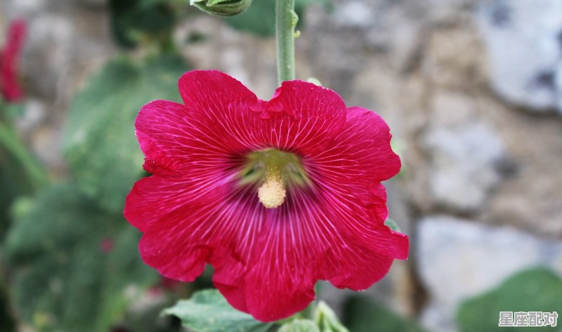 观音菩萨是什么生肖，佛肖是什么生肖 - 星座运势