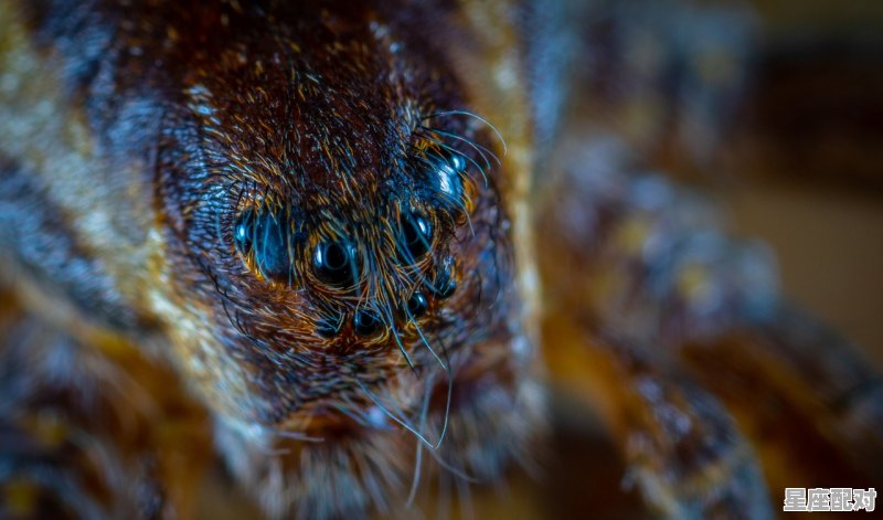 10年为一个年轮吗_2010年2月属虎是什么虎 - 星座运势