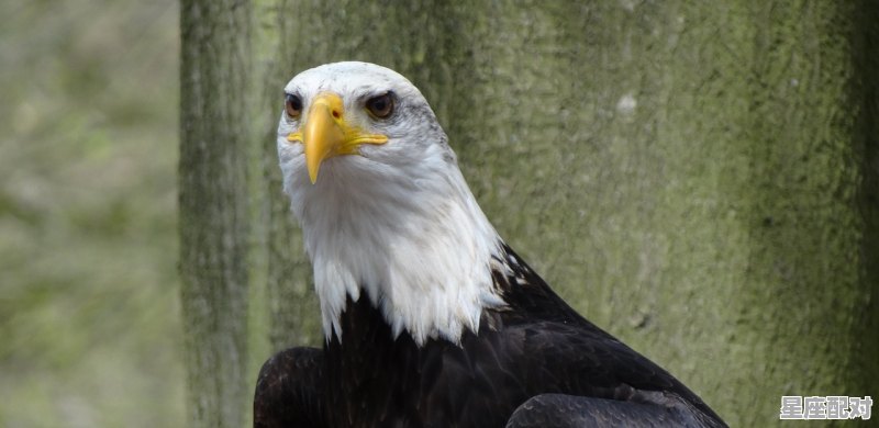 鸟儿飞到身上是好事还是坏事_梦到外出 - 星座运势