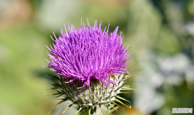 12星座最适合的宠物，12星座适合什么 - 星座运势