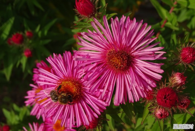 巨蟹座一生中最爱的星座,巨蟹喜欢什么星座 - 星座运势