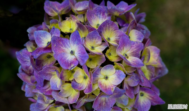 5月是哪个星座,五月份的星座是什么星座 - 星座运势