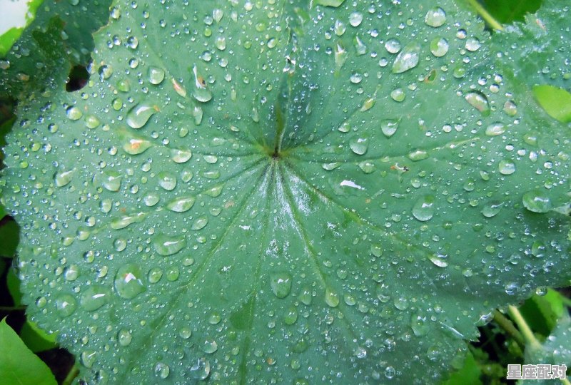 风调雨顺是来年这句形容十二生肖哪个_风调雨顺报喜事形容哪一个生肖 - 星座运势