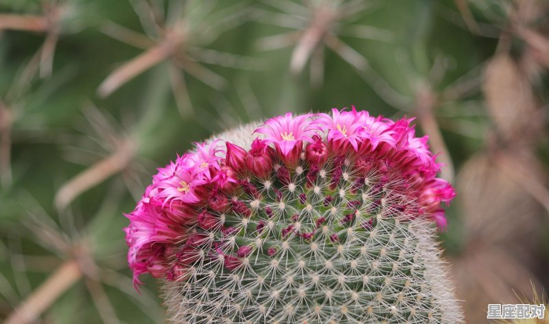 2020年生属什么属相_2020年是啥属相的本命年 2020年生属什么属相_2020年是啥属相的本命年 - 星座运势