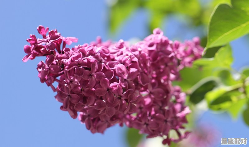 12月星座属什么,星座属什么最好 12月星座属什么,星座属什么最好 - 星座运势