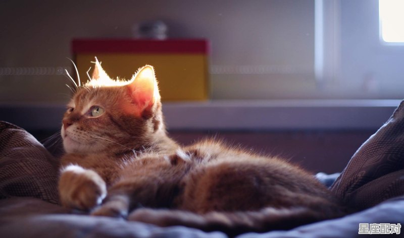 一毛最多能买多少东西脑筋急转弯,九牛一毛是什么生肖 一毛最多能买多少东西脑筋急转弯,九牛一毛是什么生肖 - 星座运势