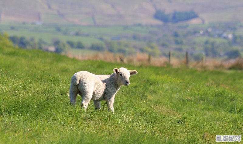 生病的羊打一字_马牛失子是什么意思 生病的羊打一字_马牛失子是什么意思 - 星座运势