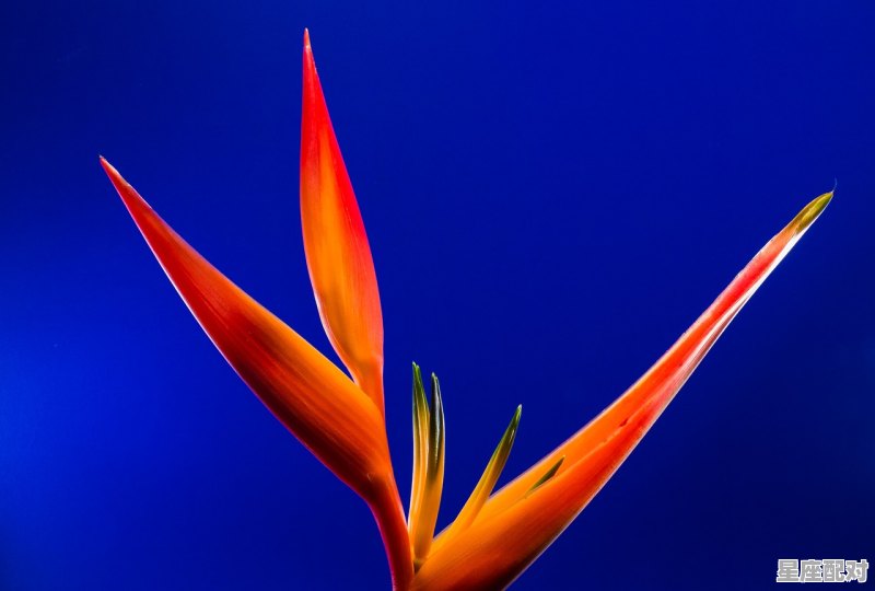 为什么双鱼和天蝎最配,星座配对双鱼座和天蝎座的关系 为什么双鱼和天蝎最配,星座配对双鱼座和天蝎座的关系 - 星座运势