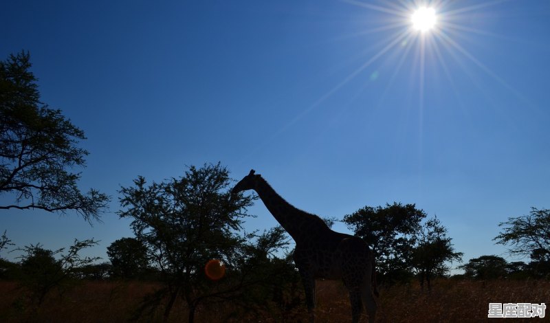 一堆乱石几许愁绪猜什么动物,滴什么生肖 一堆乱石几许愁绪猜什么动物,滴什么生肖 - 星座运势