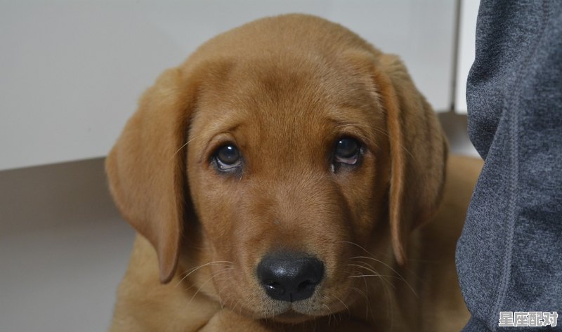 一什么狗量词，飞禽走兽是什么生肖 - 星座运势