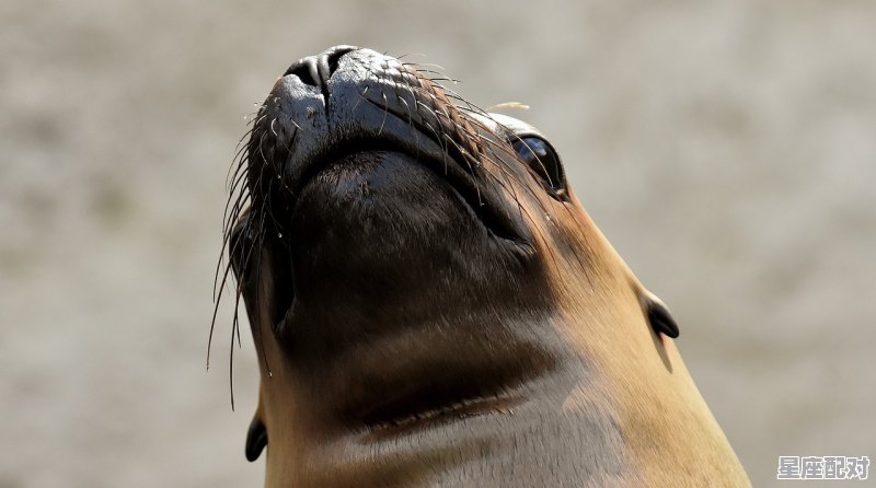 什么动物老了就疯疯癫癫。像什么动物,蹦蹦跳跳是什么生肖 - 星座运势