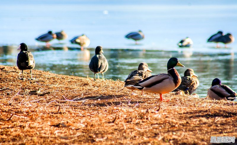孕妇可以吃西瓜吗,怀孕梦到西瓜 孕妇可以吃西瓜吗,怀孕梦到西瓜 - 星座运势
