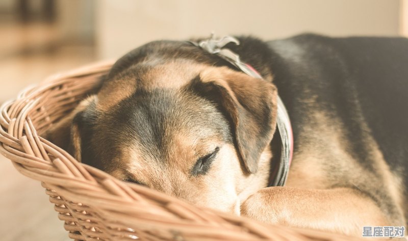 什么叫单笔肖双笔肖,羊的三合生肖是什么 什么叫单笔肖双笔肖,羊的三合生肖是什么 - 星座运势