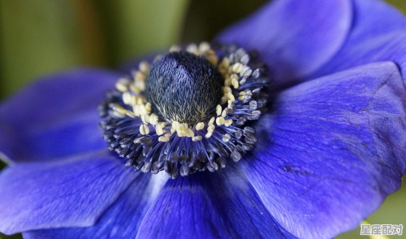 双鱼的对宫星座是什么，星座配对 双鱼座是什么星座的人 - 星座运势