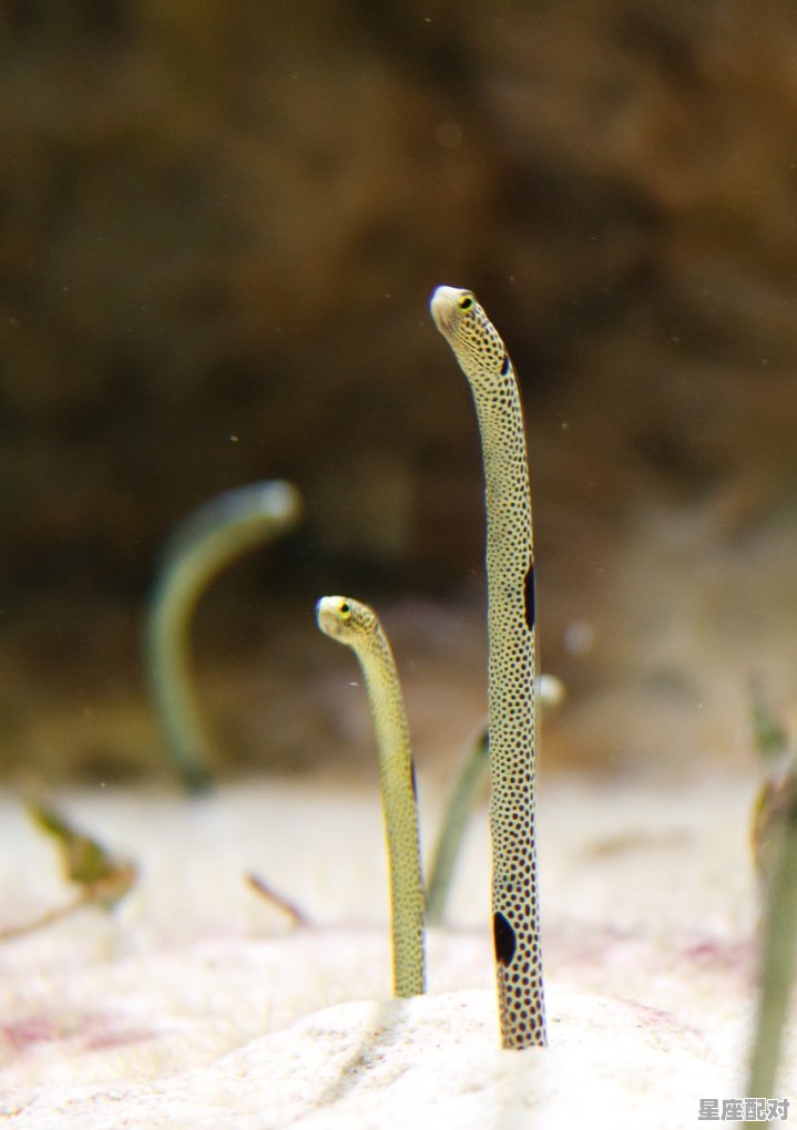 抓鳝鱼的正确方法，梦到抓黄鳝 - 星座运势