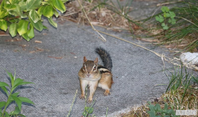 金枝玉叶是什么动物_金代表数字几 金枝玉叶是什么动物_金代表数字几 - 星座运势