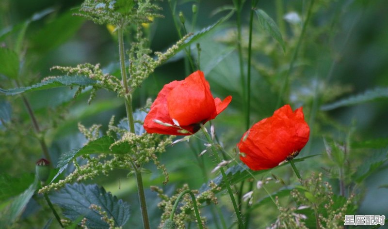 2023年7月生的属什么_7月属啥月 - 星座运势