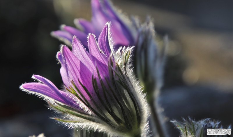 98年属虎的说说,万紫千红是什么生肖 98年属虎的说说,万紫千红是什么生肖 - 星座运势