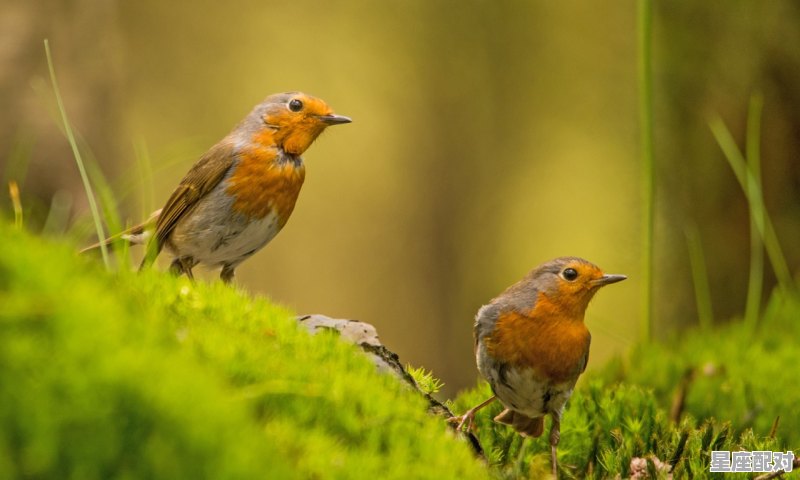 2022年立春后哪天第一个属鸡,申猴今日运势如何 2022年立春后哪天第一个属鸡,申猴今日运势如何 - 星座运势