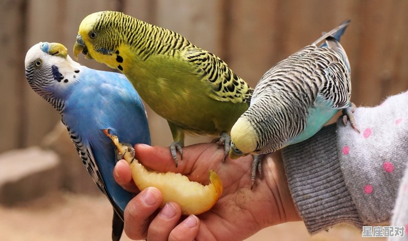 被老鼠咬会得狂犬病吗,梦到老鼠咬我 被老鼠咬会得狂犬病吗,梦到老鼠咬我 - 星座运势