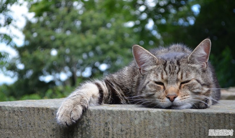 丹青妙手形容什么动物,春种是什么生肖 丹青妙手形容什么动物,春种是什么生肖 - 星座运势