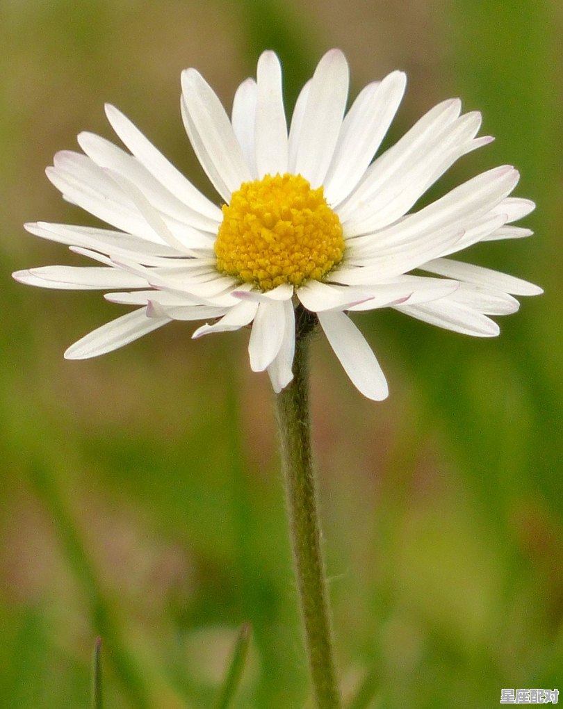 上上签跟上签的区别，运势上上签今日 - 星座运势
