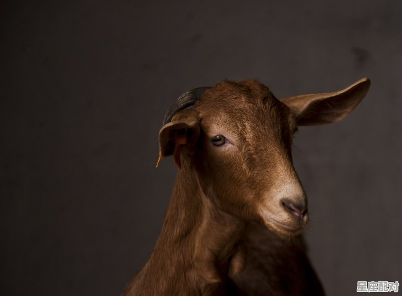 草木皆兵打一动物是什么_秦桧的属相是什么 - 星座运势