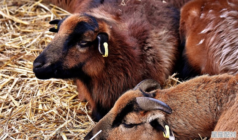 七上八下指什么动物_改天换地是什么动物 - 星座运势