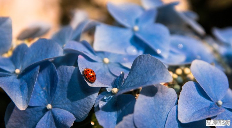 2月2是什么星座，2月2日属于什么星座的 - 星座运势