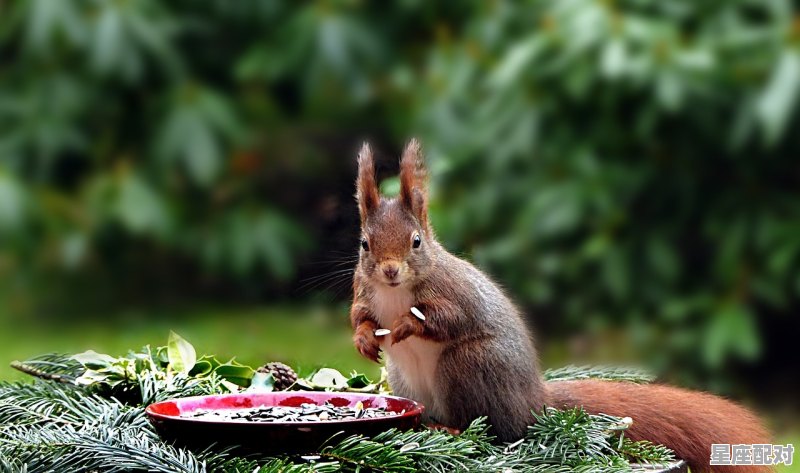 鸡的死对头是什么_鸡爱上鼠三观不正什么意思 - 星座运势
