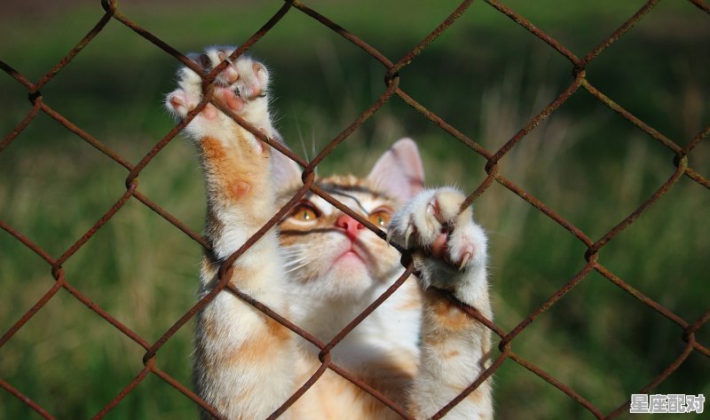四脚腾空仰天叫是什么动物,四脚朝天是什么生肖 - 星座运势