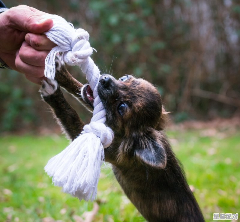 老鼠咬东西将意味着什么,梦到被老鼠咬了 - 星座运势