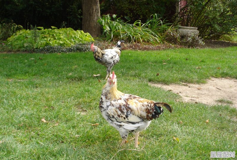 梦到恐高,梦到恐高 梦到恐高,梦到恐高 - 星座运势