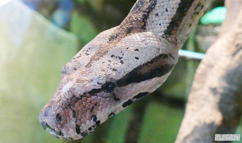 89蛇2020年下半年财运，今日一运势2020 - 星座运势