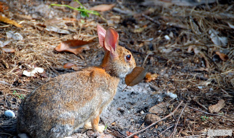 2022年什么年属猪的_1995年属相是什么 - 星座运势