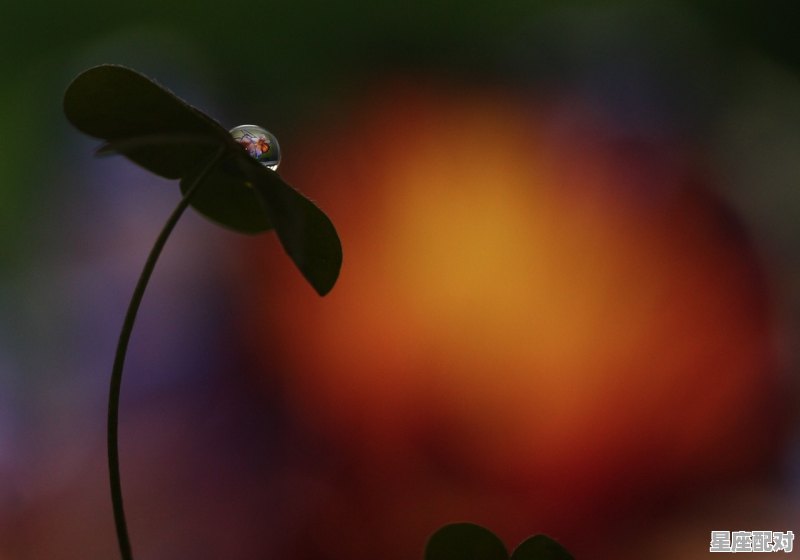 双鱼座的人性格有多极端，双鱼座的双面性格 - 星座运势