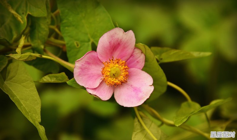 白羊座和什么星座最配对，什么星座跟白羊座最配 - 星座运势