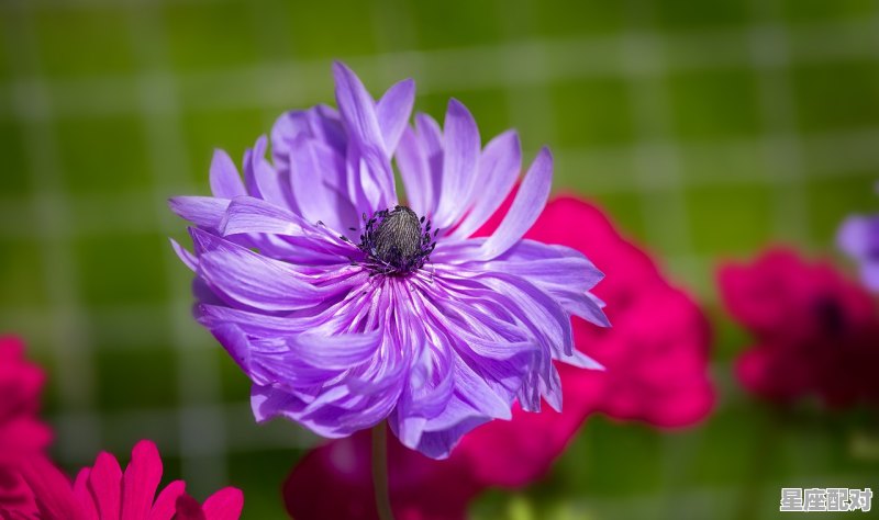 1986年的冬月15是什么星座，11月15生的什么星座 - 星座运势