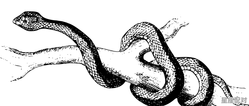 蛇和什么生肖最配，属蛇的最佳配偶，属蛇人的性格_蛇与什么生肖最配 - 星座运势