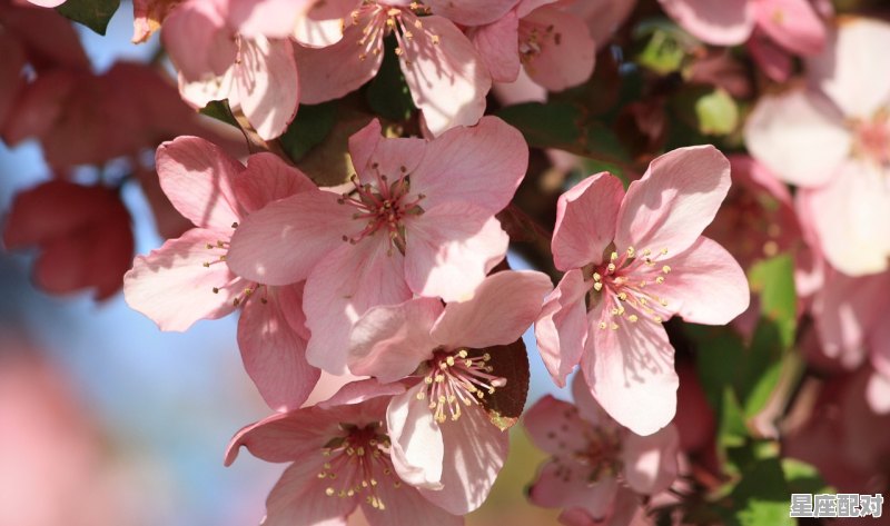 有什么比较甜的漫画吗,双子座性格樱花动漫 - 星座运势