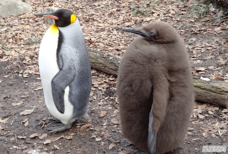 被困在梦里醒不过来,梦到被困住 - 星座运势