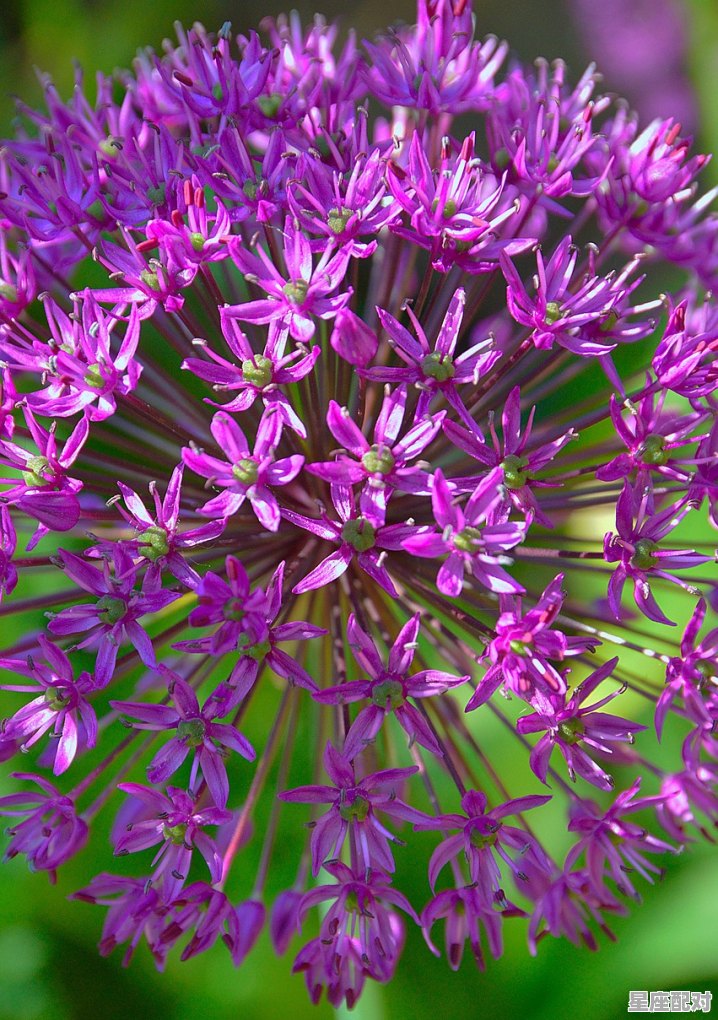 狮子座适合找什么星座的女生,狮子座和哪个星座配对指数最多呢 狮子座适合找什么星座的女生,狮子座和哪个星座配对指数最多呢 - 星座运势