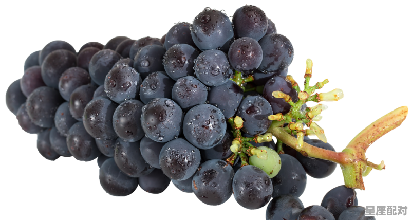 葡之梦葡萄品种介绍，梦到葡萄干 - 星座运势