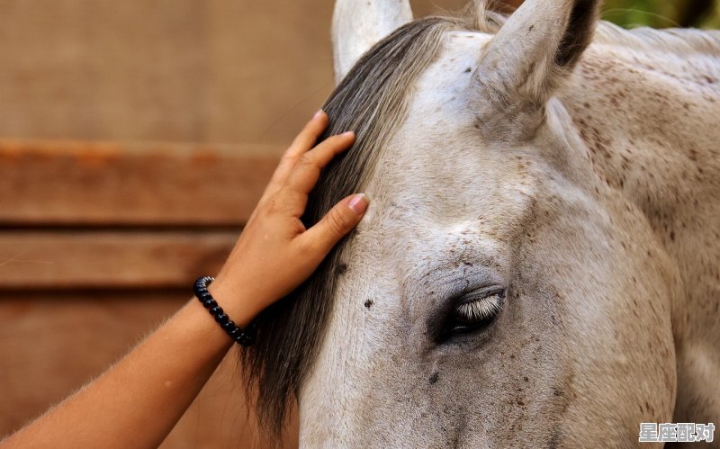 春分过后的牛好吗，牛今日运势最新 - 星座运势