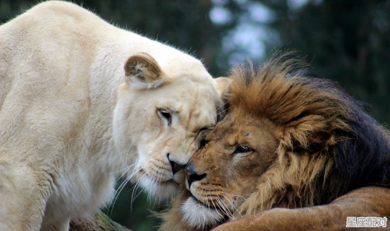 狮子女巨蟹男为啥是绝配,跟狮子座最配的星座配对是什么意思啊 狮子女巨蟹男为啥是绝配,跟狮子座最配的星座配对是什么意思啊 - 星座运势