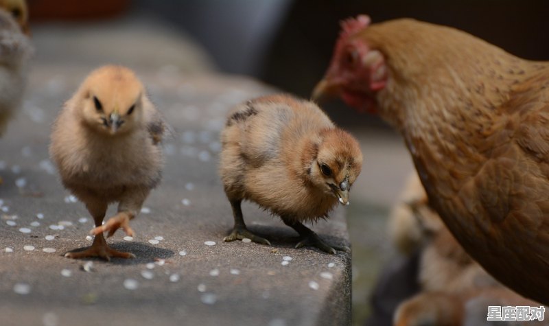 四海一家的动物是什么,一统江山是什么生肖 - 星座运势