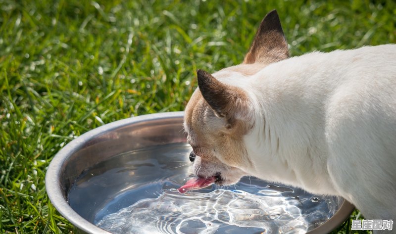 街上卖的小仓鼠好养吗_仓鼠吃仓鼠怎么办 街上卖的小仓鼠好养吗_仓鼠吃仓鼠怎么办 - 星座运势
