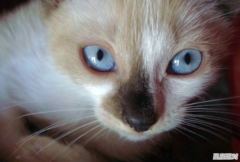 光明正大解什么动物_奉指什么动物 光明正大解什么动物_奉指什么动物 - 星座运势