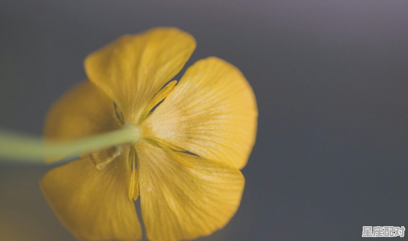 重阳节什么星座,重阳节是什么星座的 重阳节什么星座,重阳节是什么星座的 - 星座运势